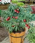 nectarine